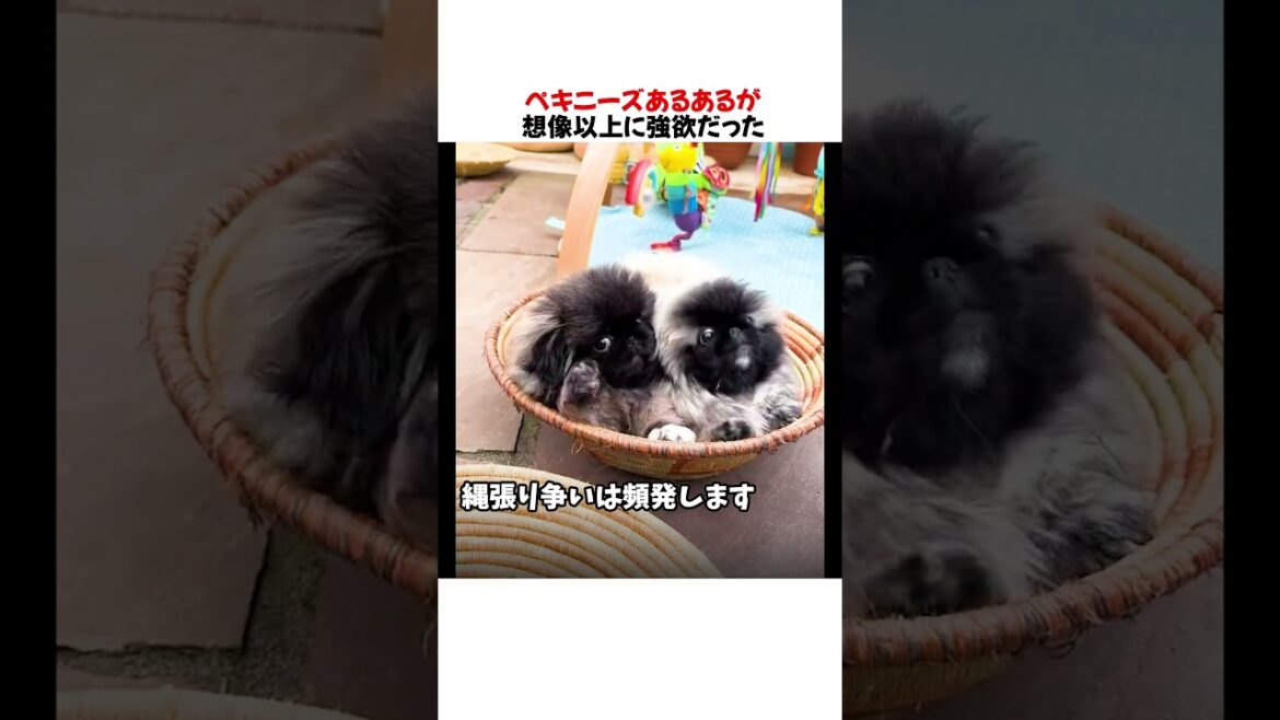 ペキニーズあるあるが想像以上に強欲だったwwwww