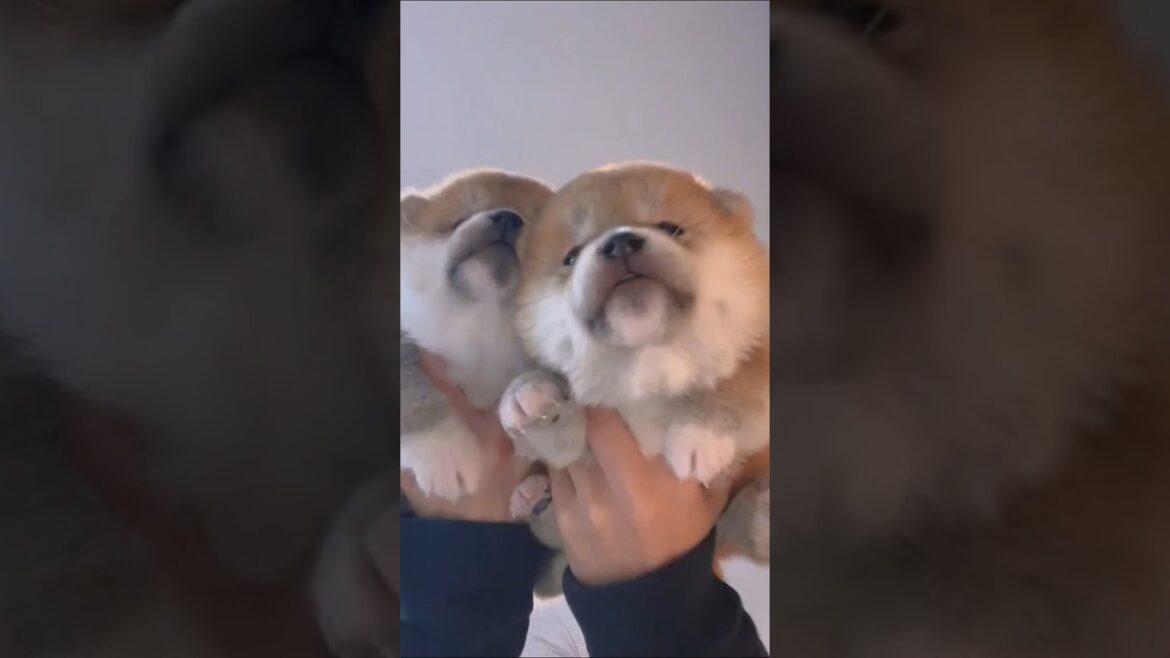 柴犬さん見て癒やされたら寝ろwww #動物 #イヌ #柴犬