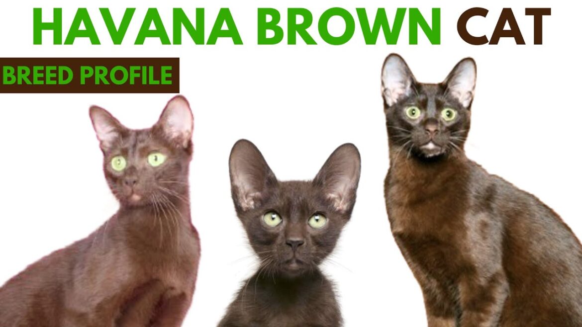 Havana Brown Cat Breed Profile History - Traits - Price - Havana Brown Cat Grooming Needs - Lifespan
