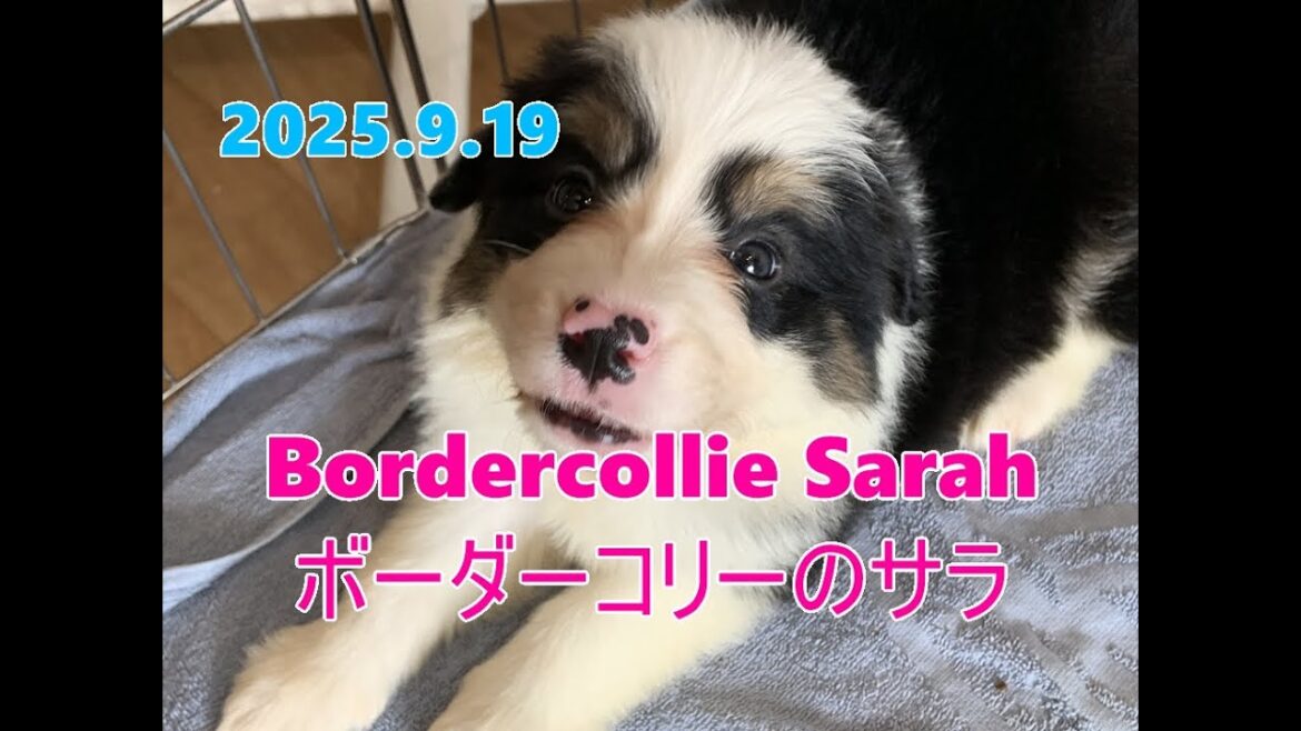 ボーダーコリーのサラ Live配信【ふつおじ】Bordercollie Sarah