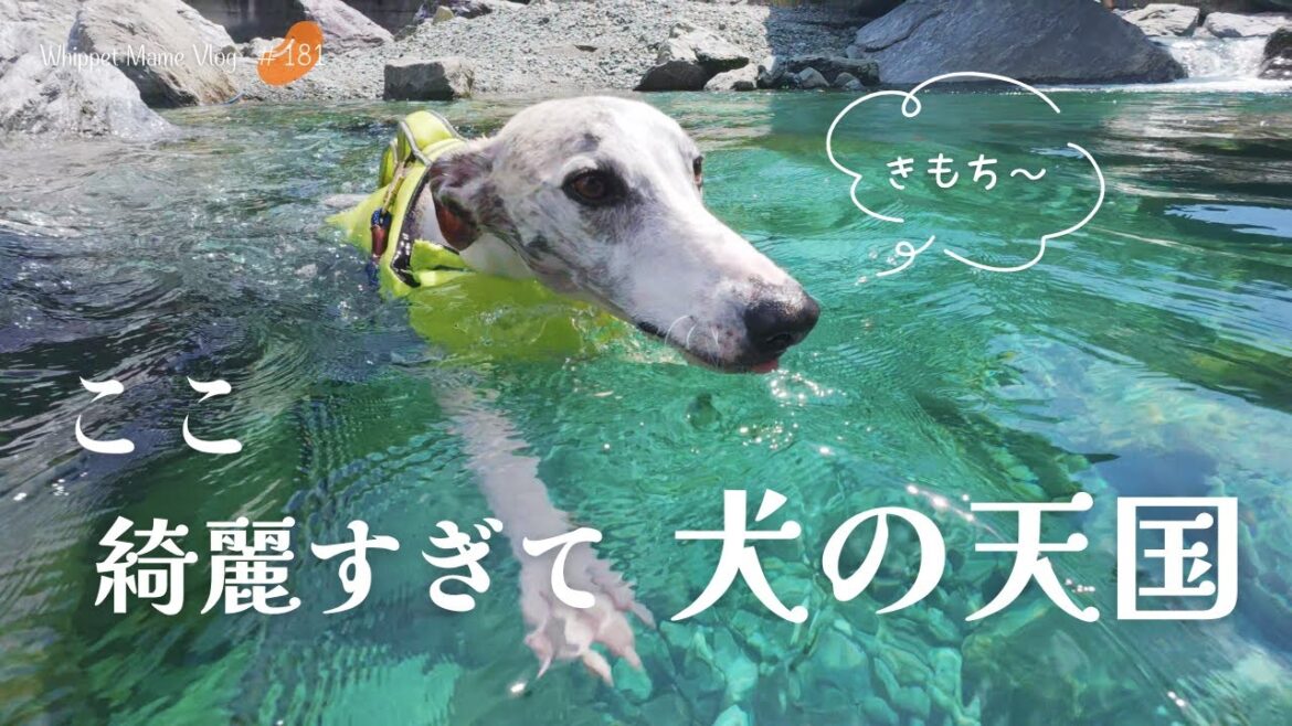 日本一綺麗な川でウィペットが飛び込みチャレンジ！　#181