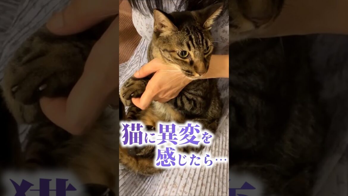 猫に異変を感じたら直ぐに動物病院へ 猫に異変を感じたら直ぐに動物病院へ
