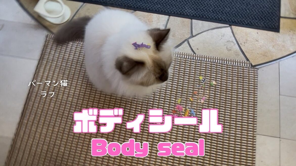 バーマン猫ラフ【ボディシール】Body seal（バーマン猫）Birman/Cat