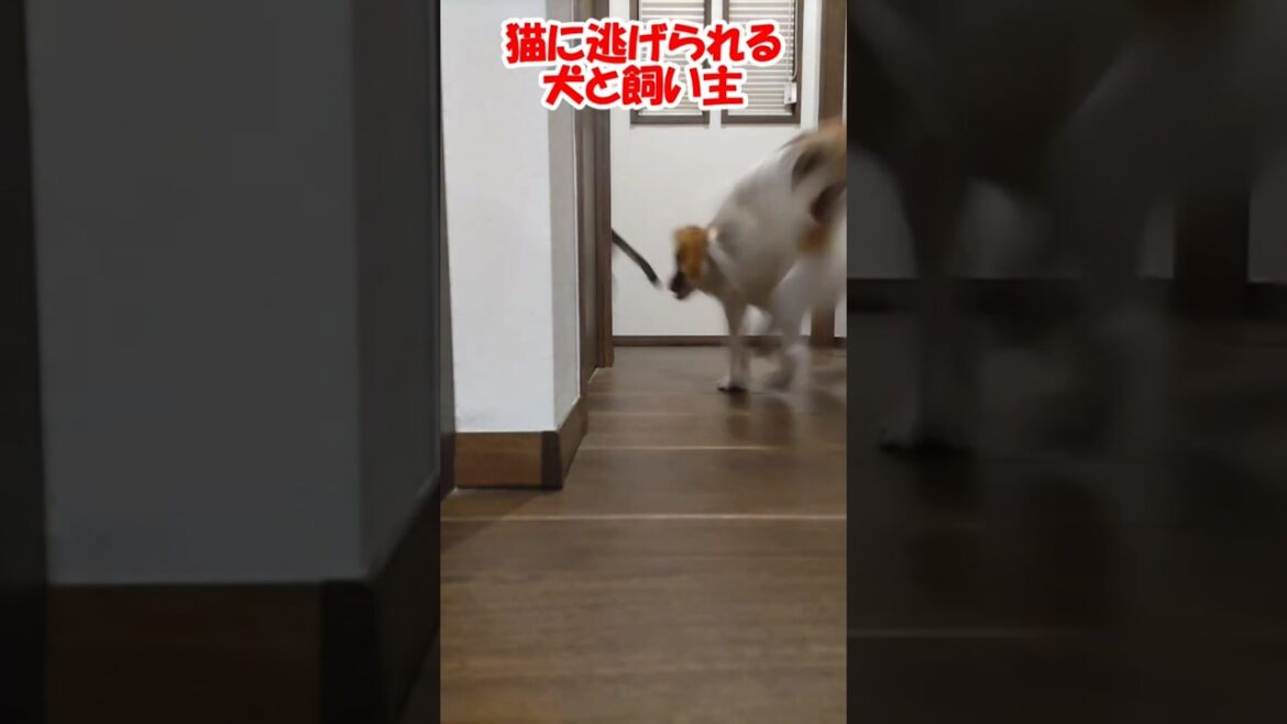 猫に逃げられる犬と飼い主 #保護猫 #コーイケルホンディエ