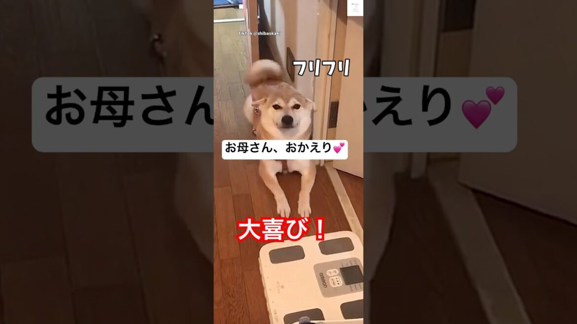 おかえり‼️お母さんに会えて嬉しすぎる柴犬💕　　#柴犬　#犬　#かわいい #犬のいる暮らし #いぬ