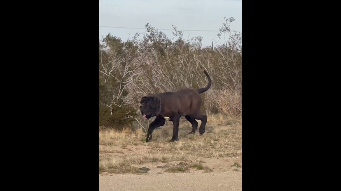 31 inch Neapolitan Mastiff Moving #neapolitanmastiff #canecorso #dog #mastiffsworldwide #puppy