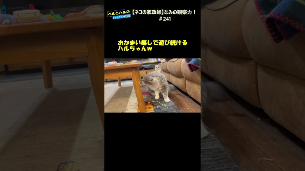 【ネコの家政婦】なみの観察力！＃241 #スコティッシュ #セルカークレックス #cat #長毛猫 #家政婦