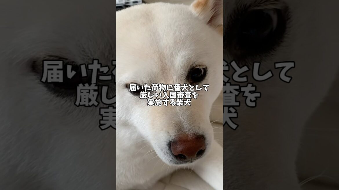 柴犬による厳しい入国審査‼️ #shorts #柴犬 #犬 #dog