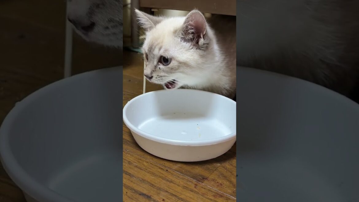 シャムの子ネコ雫ちゃん。塩分カットのチーズ、美味しく食べる。気に入ってくれた