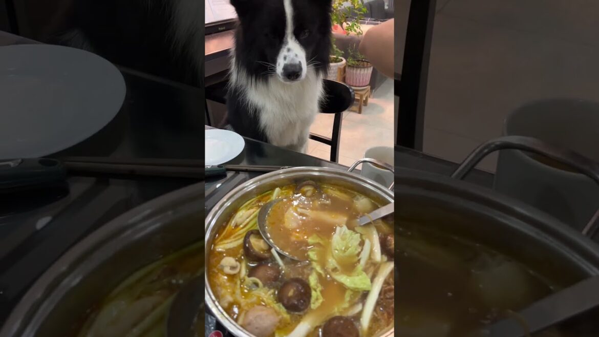 My dog wants to have hotpot #doggielife #bordercollielove #cooking #smartdog #cutedog #petlovers
