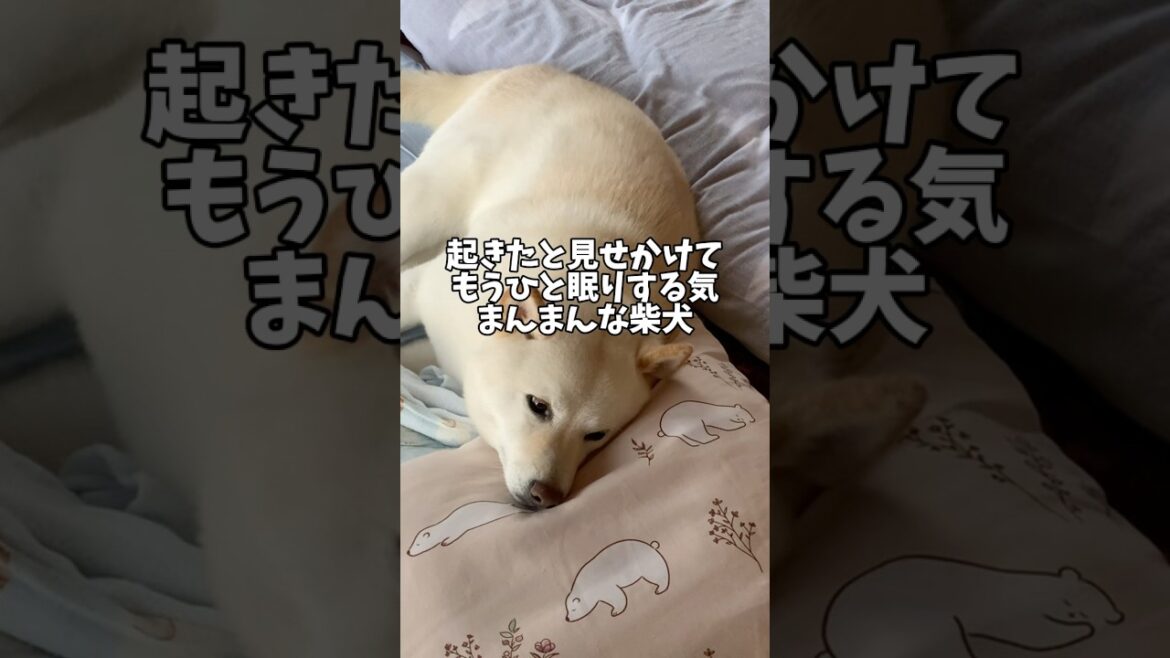 朝から自由すぎ‼️起きたと見せかけて飼い主のお布団で二度寝する柴犬🥰　#shorts #柴犬 #犬 #dog