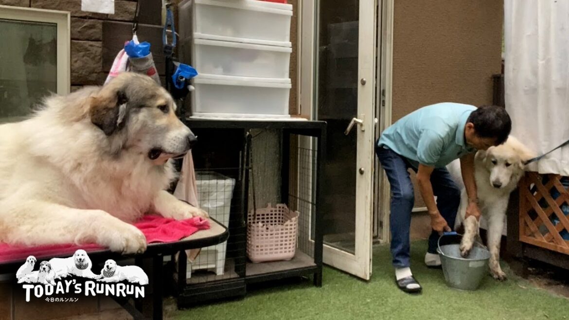 穴掘りで真っ黒になったリリーとトリミング台に居座るベルです Great Pyrenees グレートピレニーズ 穴掘りで真っ黒になったリリーとトリミング台に居座るベルです Great Pyrenees グレートピレニーズ