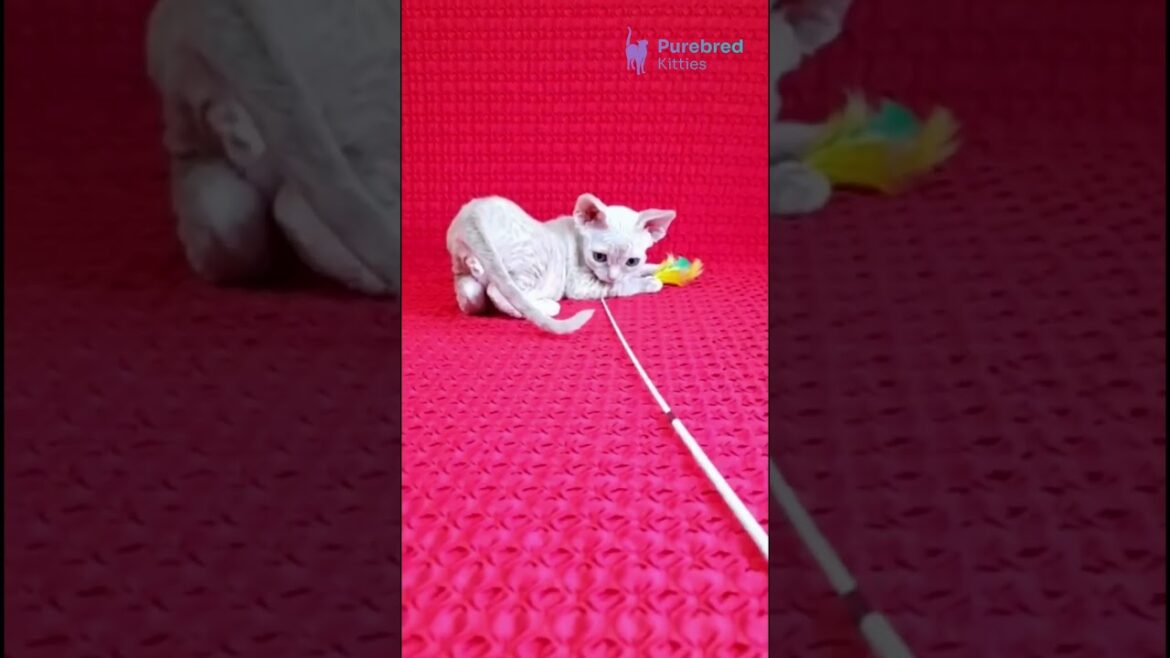 Adopt Jay-Jay: The Cream Devon Rex Kitten 😻 Hypoallergenic, Sweet & Full of Purrs!#DevonRex