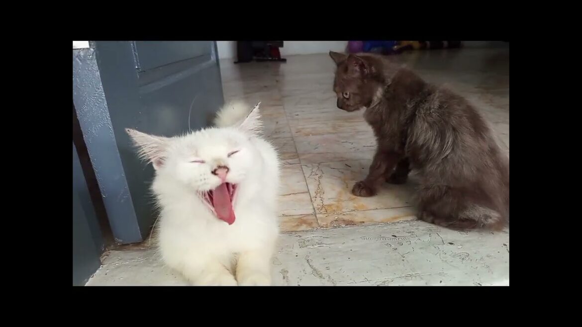 LAGA KUCING! Dari Gelut Lucu Langsung Makan Bareng, Ibu Malah Ngantuk Aja 😂"#fau-chan #kucinglucu