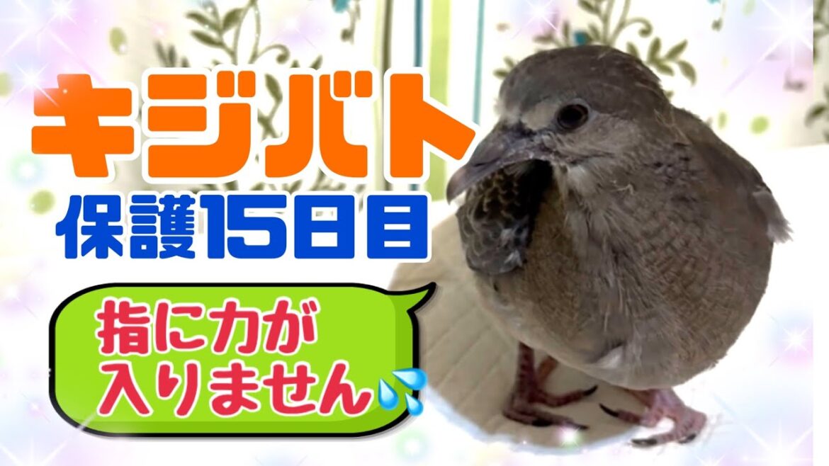 足に障害はあれど元気に成長中キジバトのウルちゃん♪シェルティに見えないビゴ君も登場【保護15日目】 2025/9/14撮影 KUPPI the Crow ※概要欄見てね 足に障害はあれど元気に成長中キジバトのウルちゃん♪シェルティに見えないビゴ君も登場【保護15日目】 2025/9/14撮影 KUPPI the Crow ※概要欄見てね