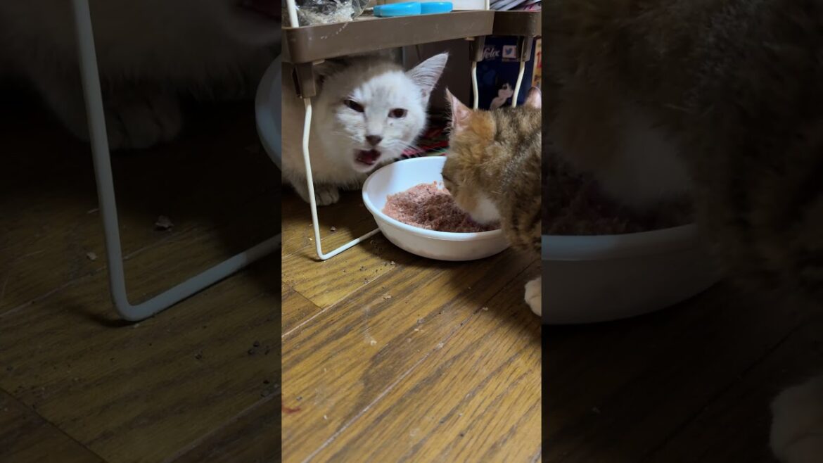 肺炎のキジシロ子ネコ来夢とシャムの子ネコ雫ちゃん。一緒に食事。食いしん坊の黒猫くー、食事を狙わず、我慢。気遣う