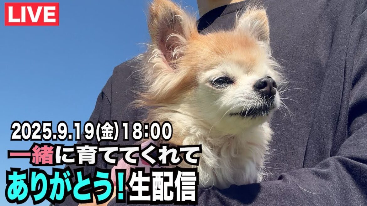 【こめちゃんねるを一緒に育ててくれて感謝でいっぱいです】