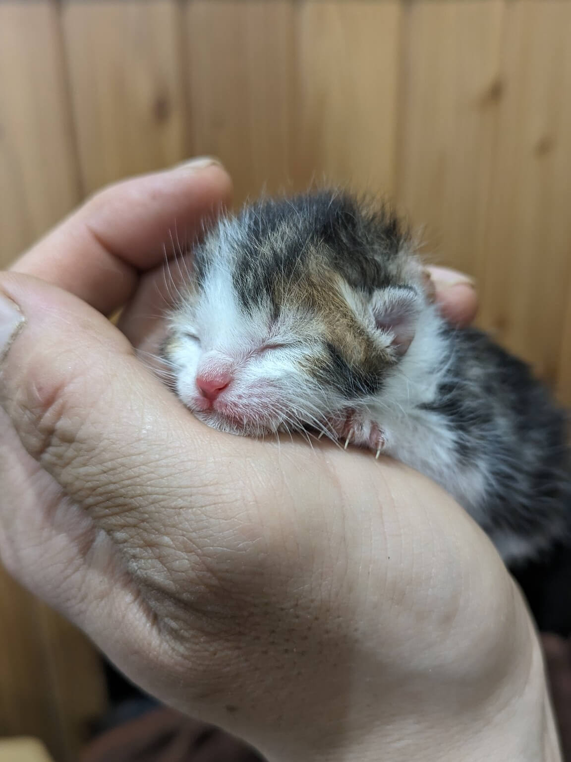 授乳後に手のひらで即寝する仔猫