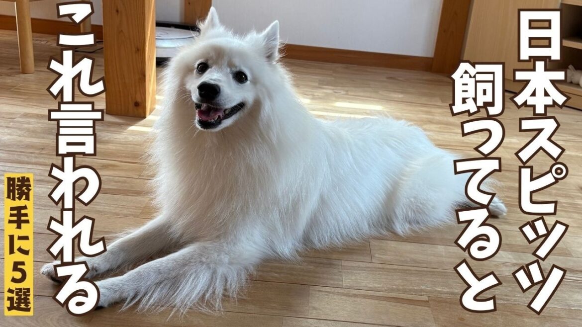 【TOP5】日本スピッツと散歩していると道行く人に絶対これ言われます 【TOP5】日本スピッツと散歩していると道行く人に絶対これ言われます