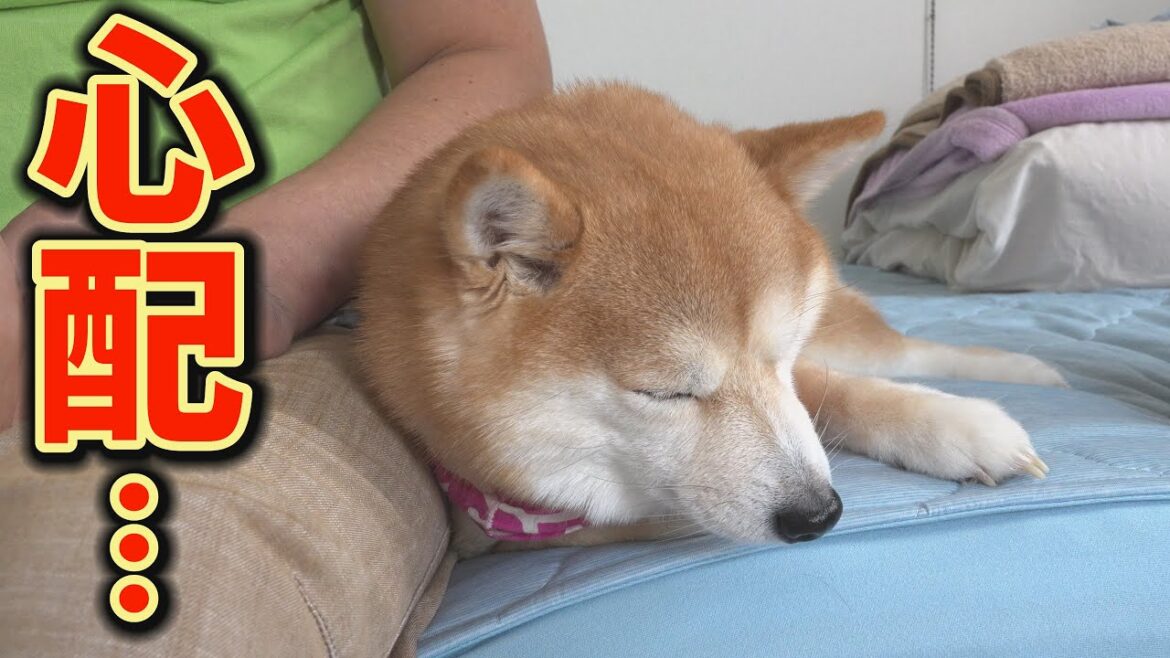 いつも甘えてくる闘病中の柴犬の元気がなく、戸惑ってしまいました・・・