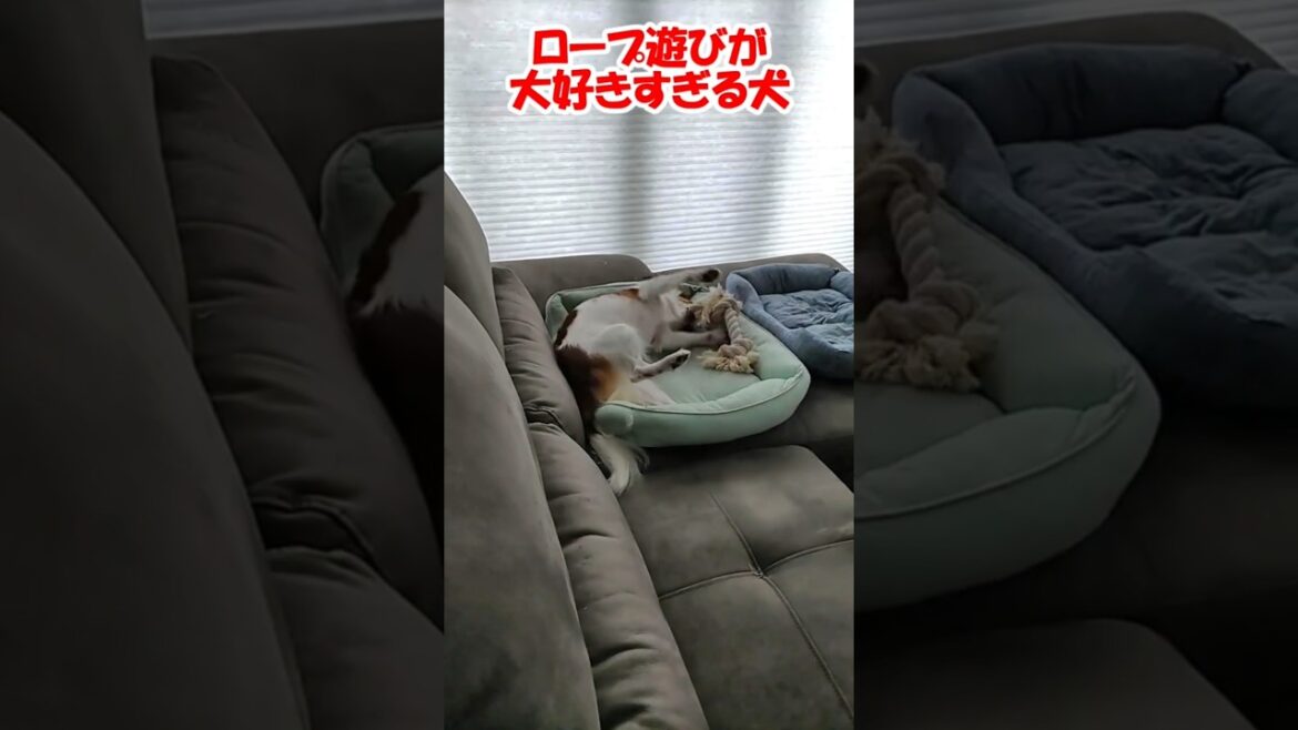 ロープ遊びが大好きすぎる犬 #コーイケルホンディエ