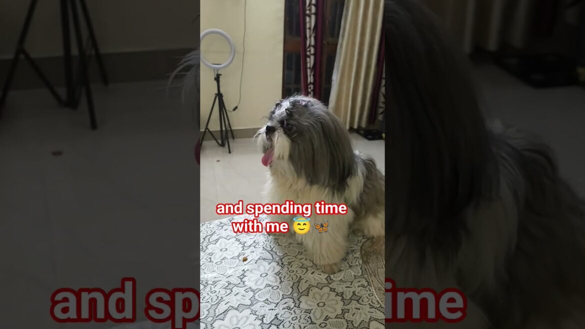 Orry the Shih Tzu says Thank U Hooman for Watching My Videos 🐶✨