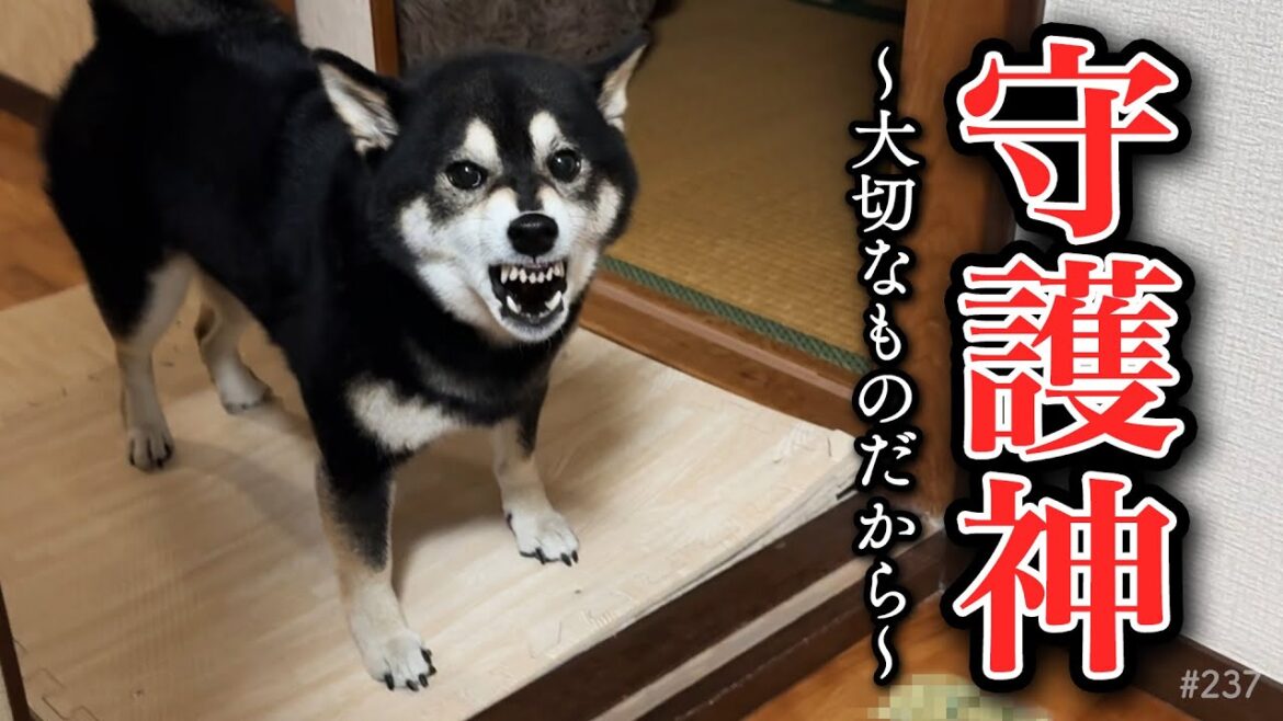 大切な物を守りたい柴犬