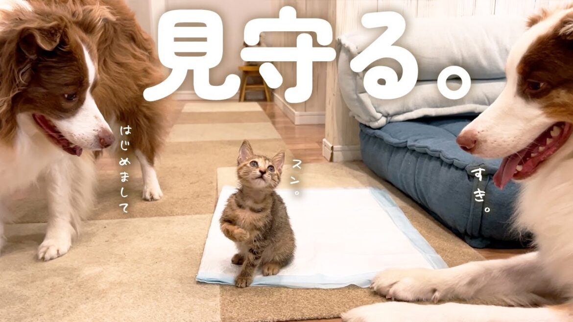 はじめて子猫に会ったら犬達の母性が爆発して離れなくなってしまいました・・・【ボーダーコリー・オーストラリアンシェパード】