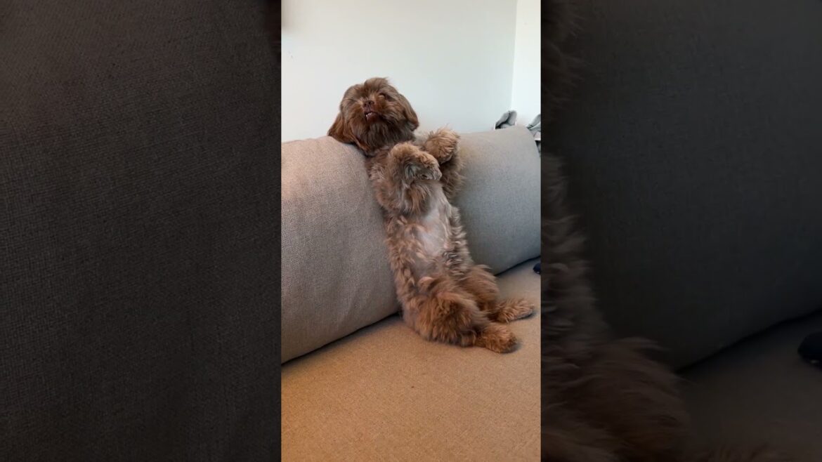 JUDGY BABY | Shih Tzu Edition #shorts #funny #dog