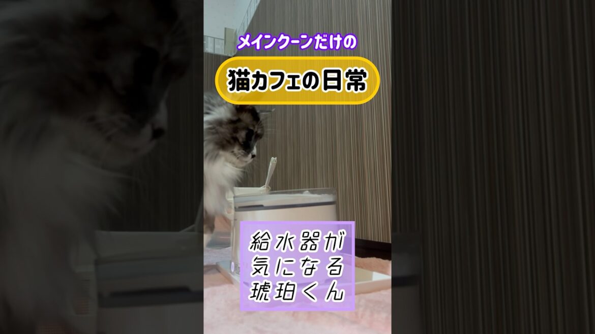 メインクーンだけの【猫カフェの日常】#給水器 #cat #cooncat #mainecat