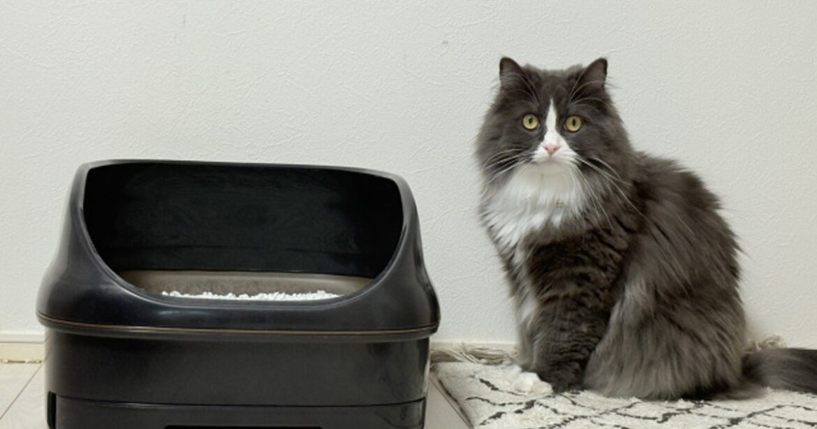 ORICON NEWS:”猫砂”にもキンモクセイの香りが登場…消臭もコスパも大満足、“紙なのに固まる猫砂”をレビュー | 毎日新聞 ORICON NEWS:”猫砂”にもキンモクセイの香りが登場…消臭もコスパも大満足、“紙なのに固まる猫砂”をレビュー | 毎日新聞