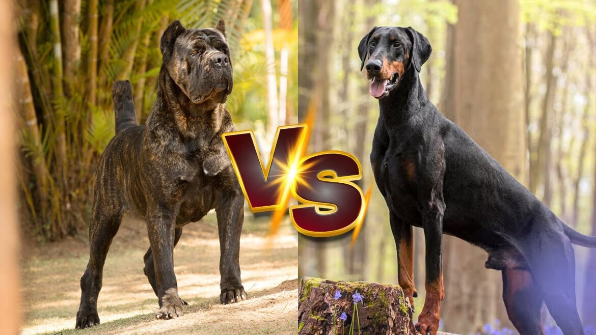 Cane Corso vs Doberman - Which is Superior?