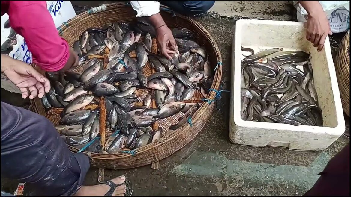 Machhali Mandi || Fish Market In Mumbai || Singhi Fish || Singhi Machli | Fish Market Latest Videos