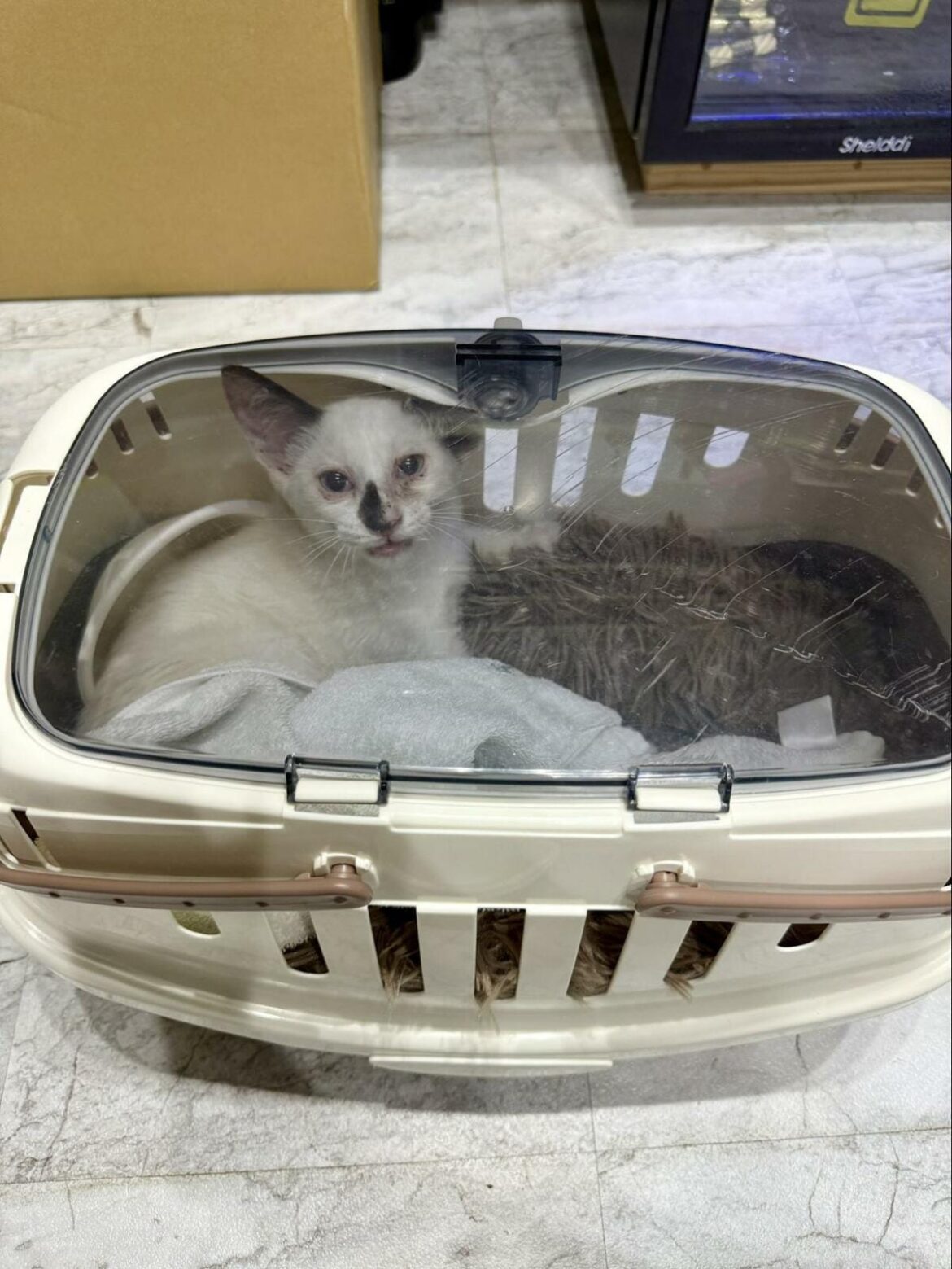 酷暑の中さまよっていた子猫 保護して3週間…驚くほどの変化に「シンデレラみたい」 | LIMO | くらしとお金の経済メディア 酷暑の中さまよっていた子猫 保護して3週間…驚くほどの変化に「シンデレラみたい」 | LIMO | くらしとお金の経済メディア