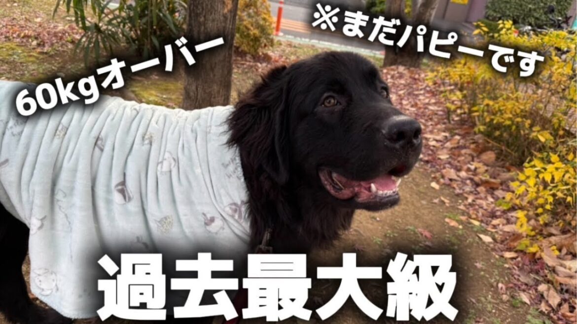 超大型犬の子犬が大きすぎました【ニューファンドランド】