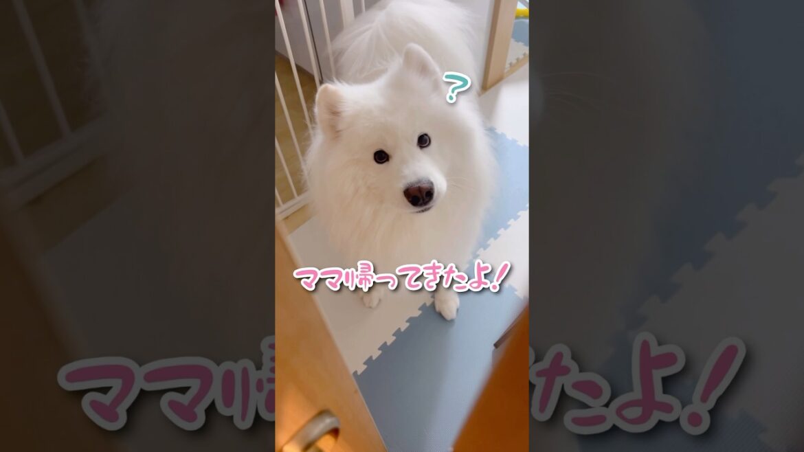 帰ってきたママがまたどっか行こうとしたら #samoyed #サモエド #癒し