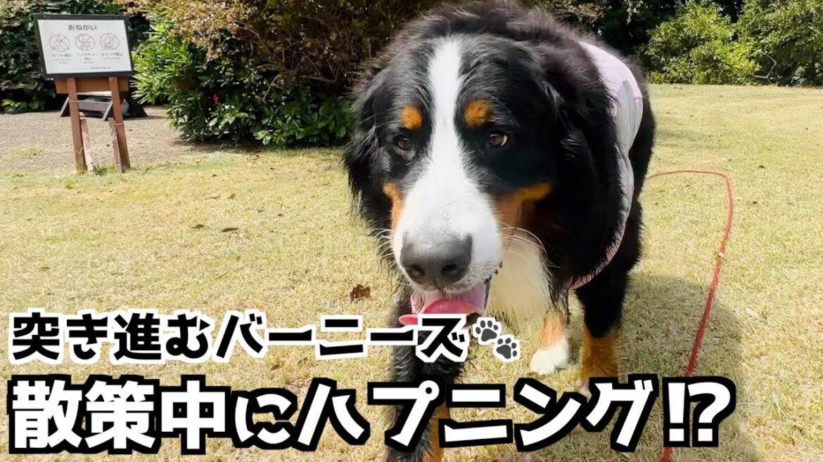 絶景の海岸を探検❗️突き進むバーニーズとズッコケ飼い主💦