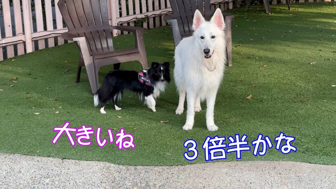 【シェルティ】姉妹がドギーズアイランドでワチャワチャ大変でしたw＃シェルティ.#ブルーマール.#ミニシェルティ.＃犬のいる生活.#Sheltie.＃銀色シェルティルカ侍.#ドギーズアイランド.