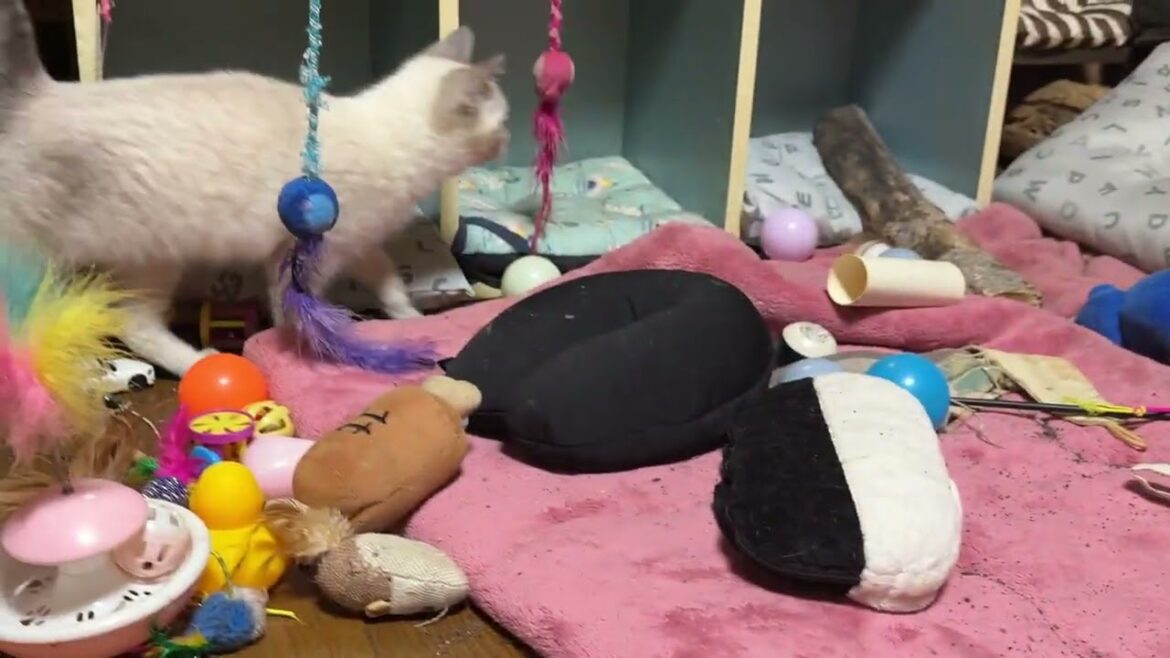 キジシロのルル「もぐら叩き大会だね。シャムの子ネコ雫、黒猫子ネコ黒夢。ネコトンネルから部屋中をハチャメチャにw」