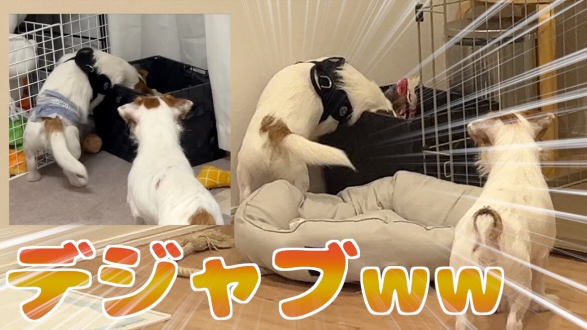 彼女のお引越し祝いに行ったのにおもちゃを荒らしまくる愛犬/ジャックラッセルテリア