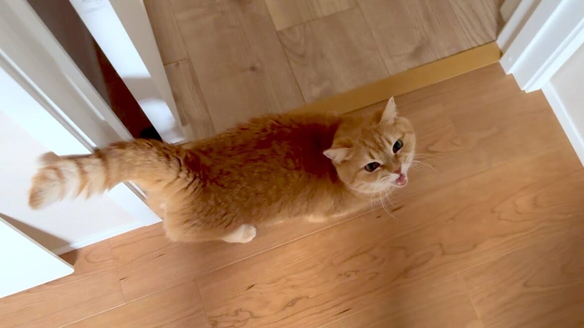 プリンが朝起きてまずパパに要求することとは！？