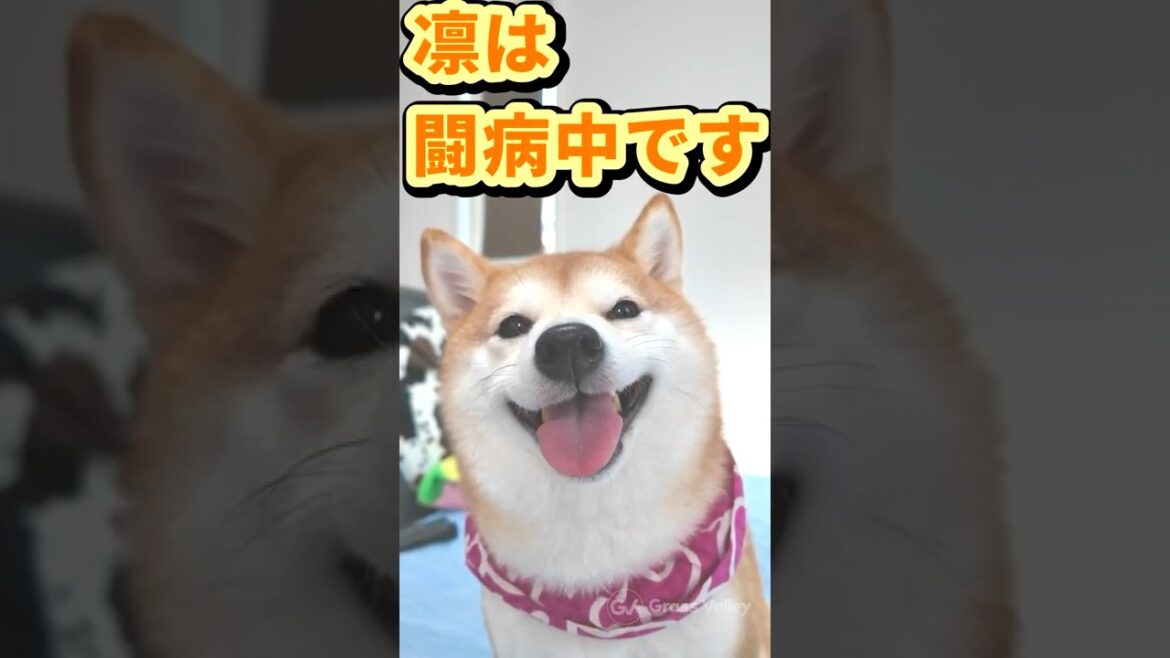 「スマイル」と言うとキラキラ笑顔になる柴犬❤#Shorts