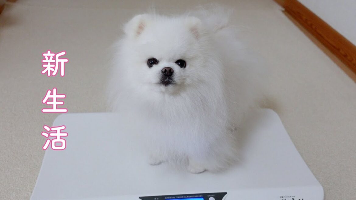 マヨと二人きりの生活が始まります