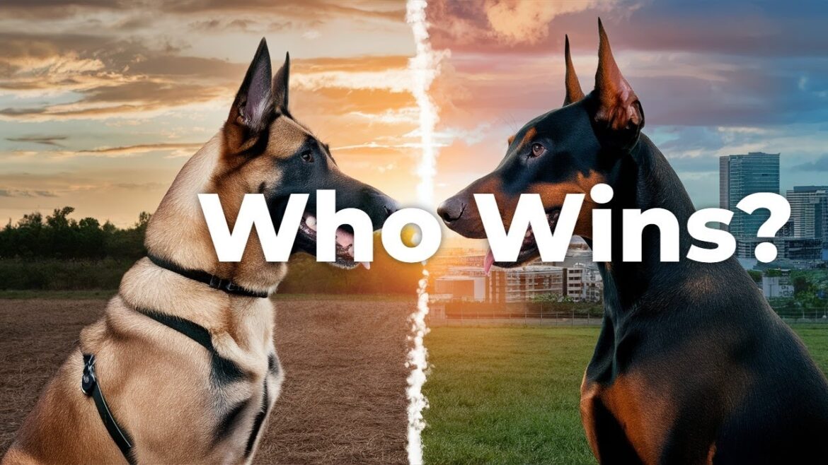 The Ultimate Guard Dog Showdown: Malinois vs Dobermans