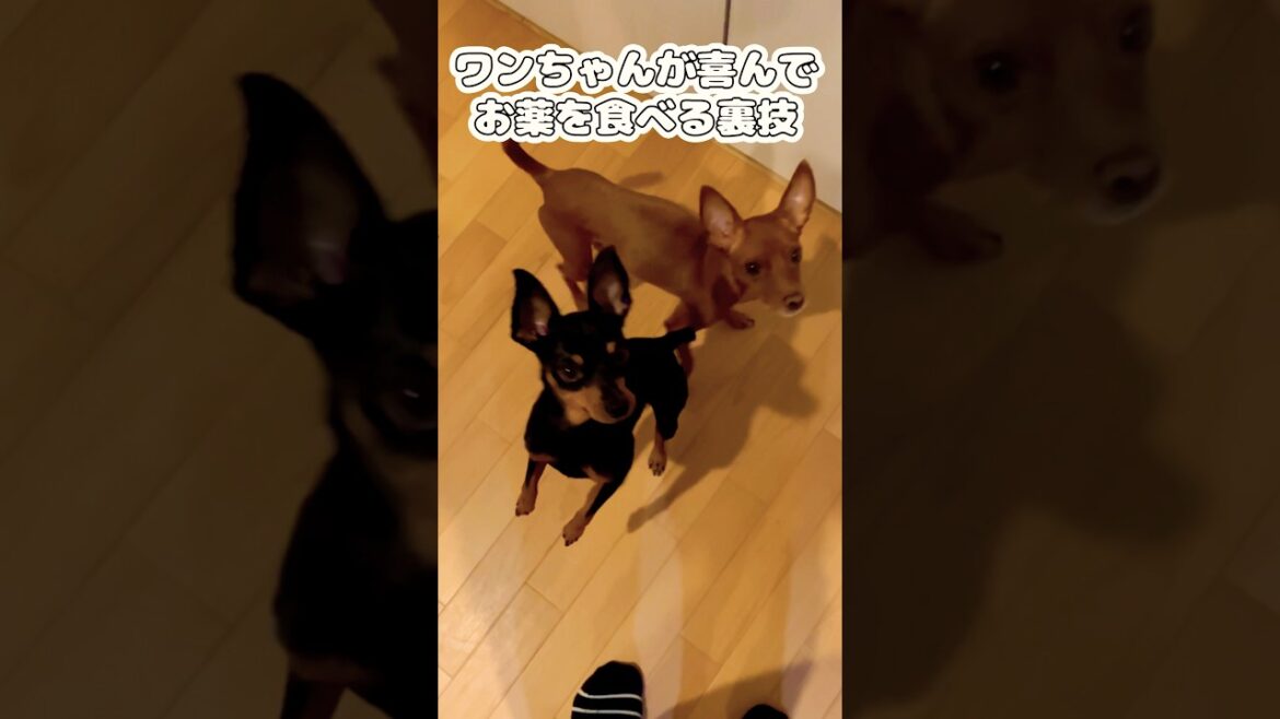 【犬の内服】犬が喜んでお薬を飲む！犬「これ薬です」　#ミニチュアピンシャーズ #ミニチュアピンシャー #dog #犬 #犬のおやつ #お薬飲めたね #犬の内服 #犬の病気 #犬の薬 #薬の飲ませ方