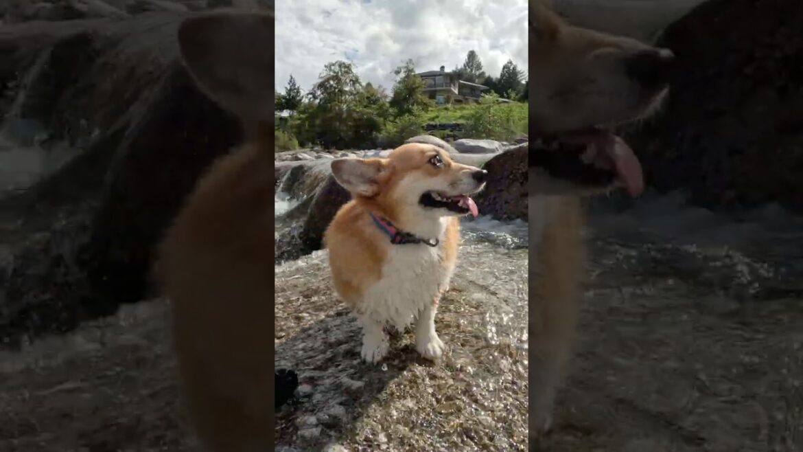 川辺のコーギー / A corgi by the river. #コーギー #corgi