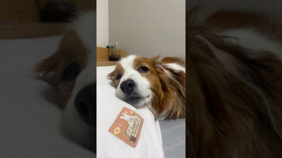 眠すぎてちょっとツンなコイケルボーイ。