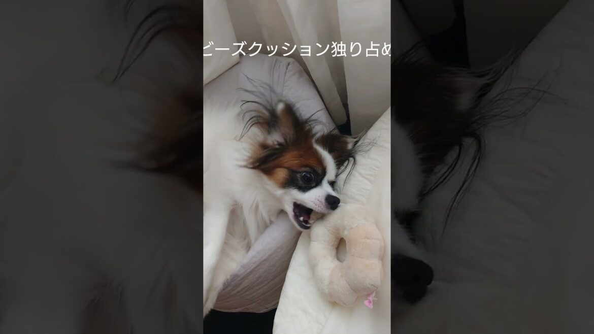 ねころんで遊ぶ横着な犬 #愛犬 #犬のいる生活 #パピヨン