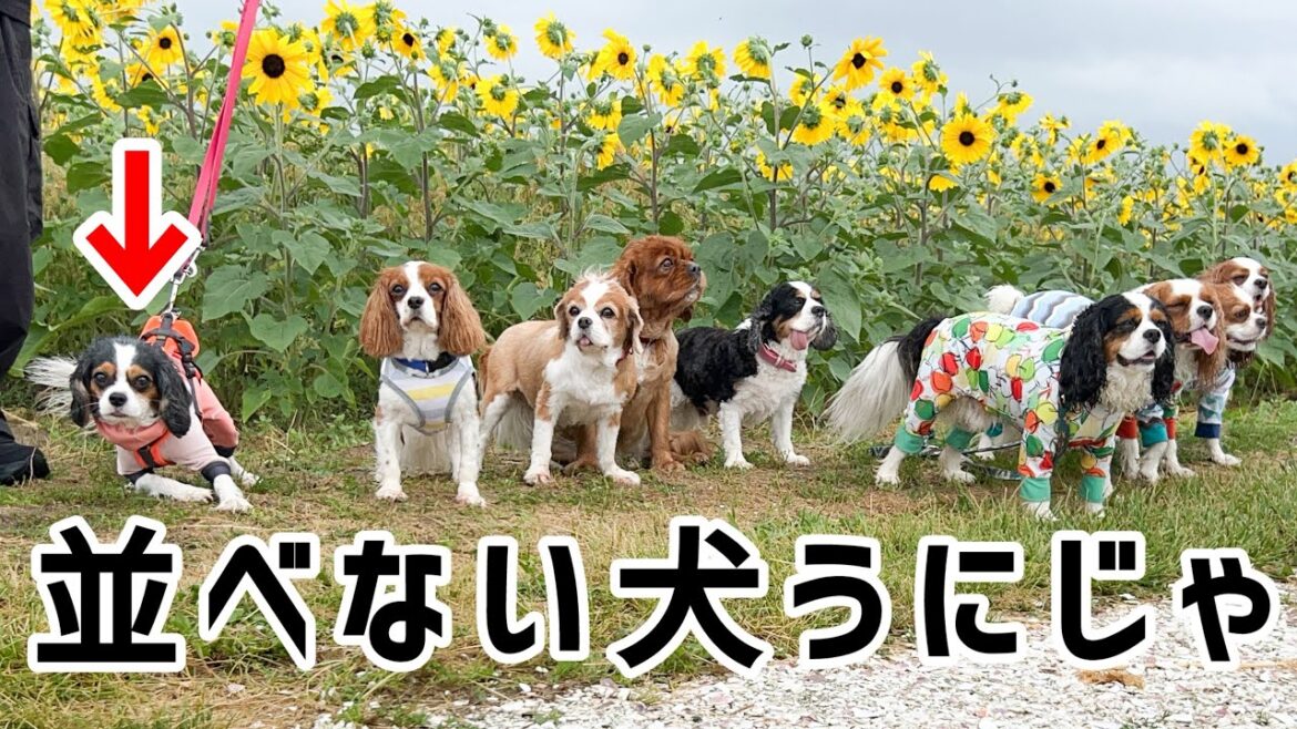 キャバリアの集まりはただただ平和(5歳キャバリア)