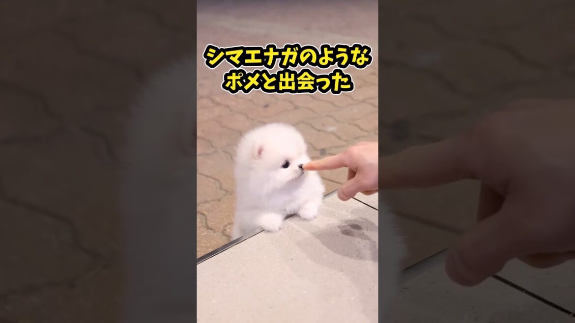 仕事で疲れた皆に贈る笑いと癒しのポメラニアン5選ww　#ポメラニアン #笑える #癒し #犬のいる生活 #犬のいる暮らし #元気になる動画